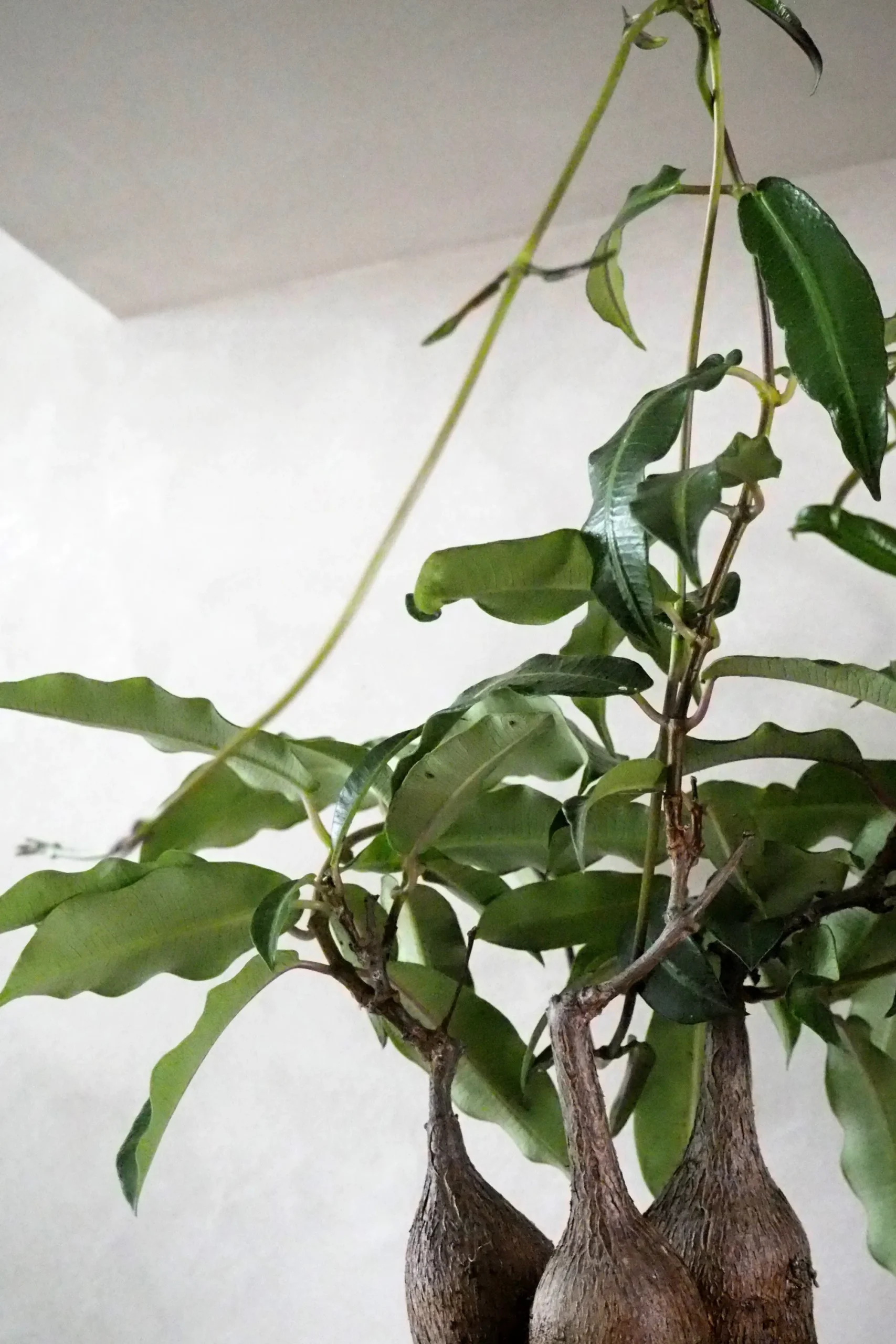 PLANT Petopentia natalensis Outlet