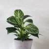 PLANT Philodendron Birkin Discount