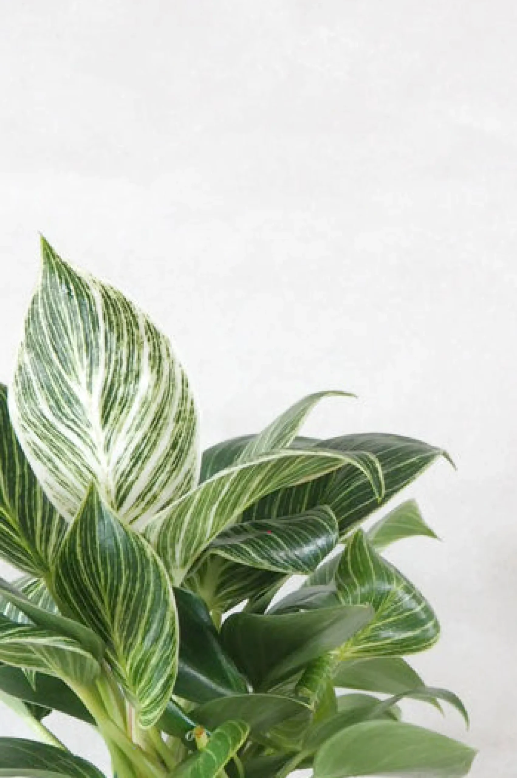PLANT Philodendron Birkin Discount