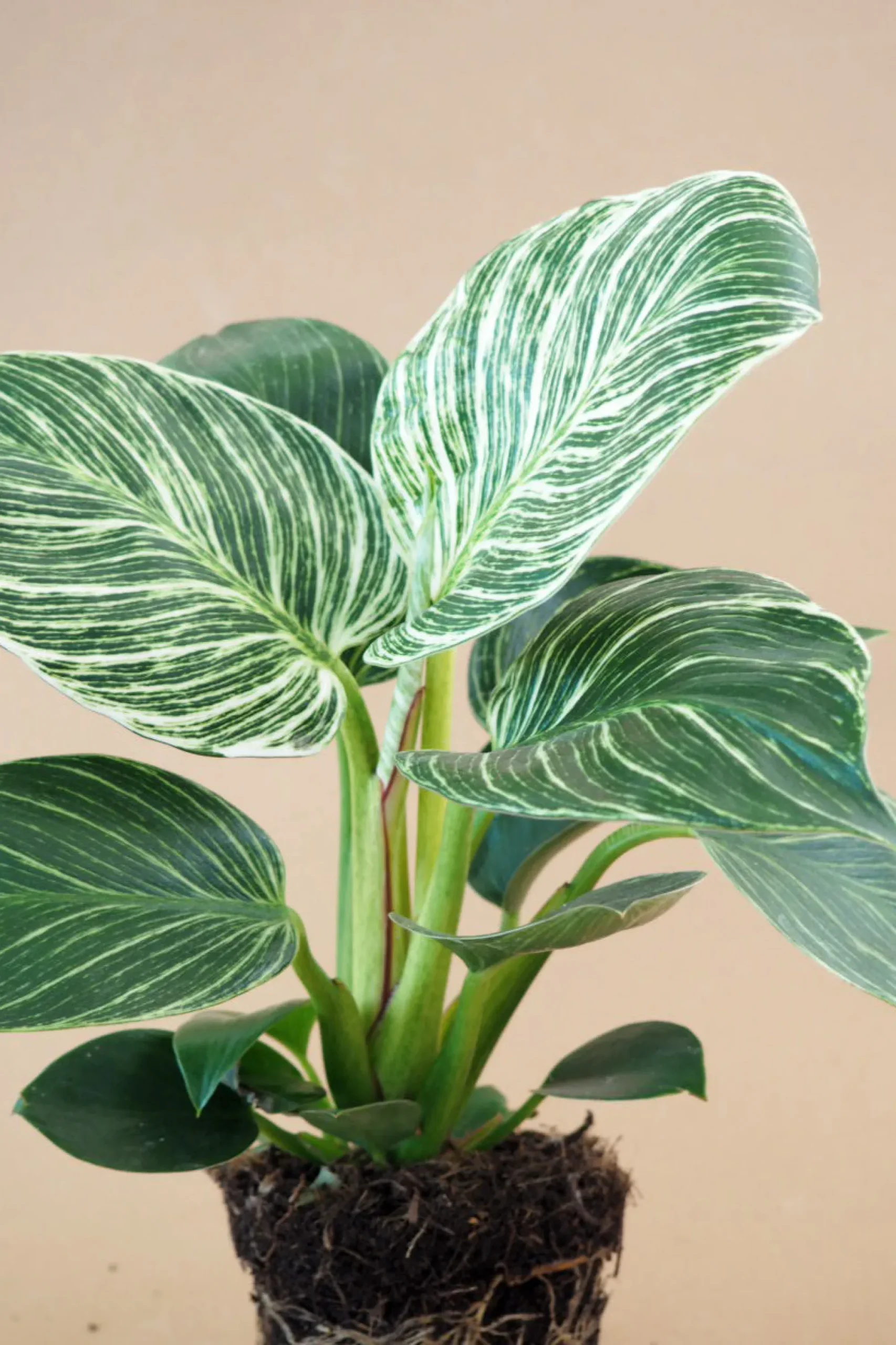 PLANT Philodendron Birkin Discount