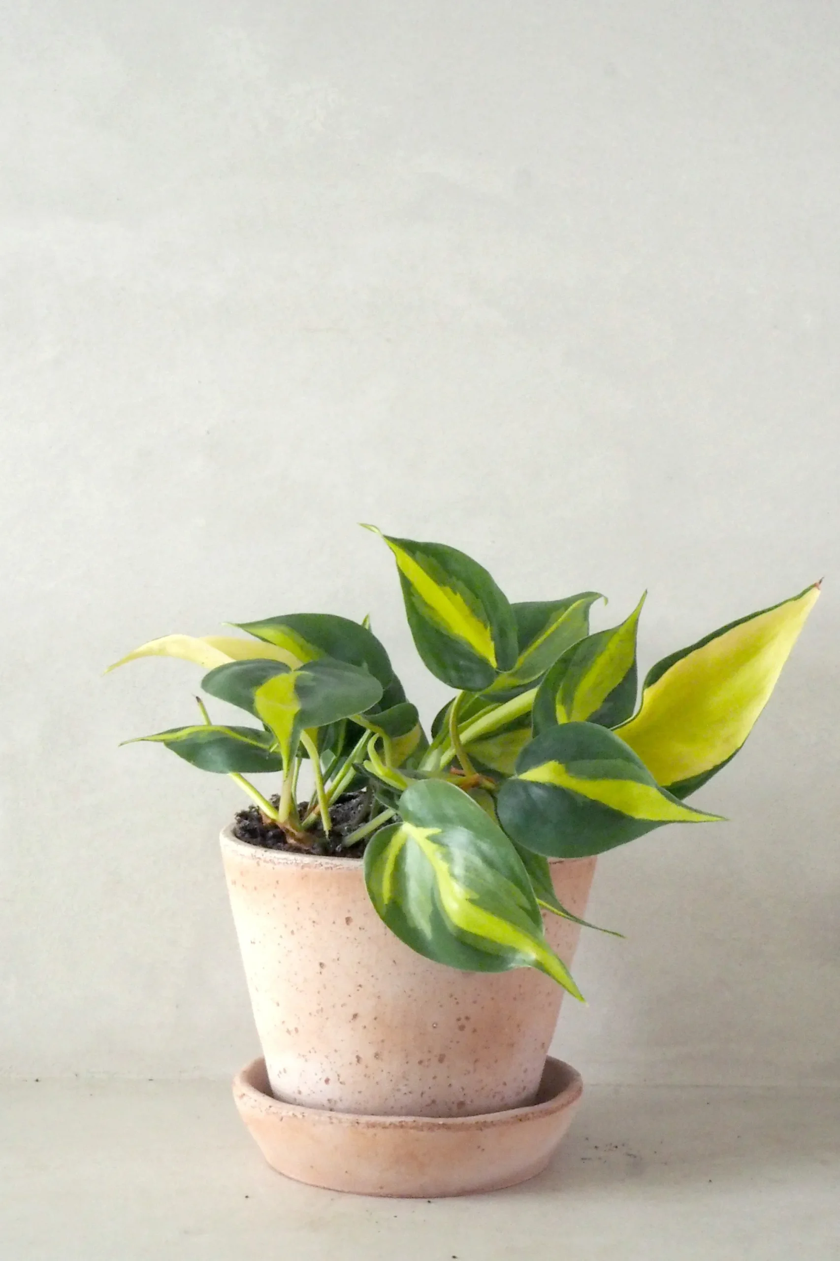 PLANT Philodendron Brazil