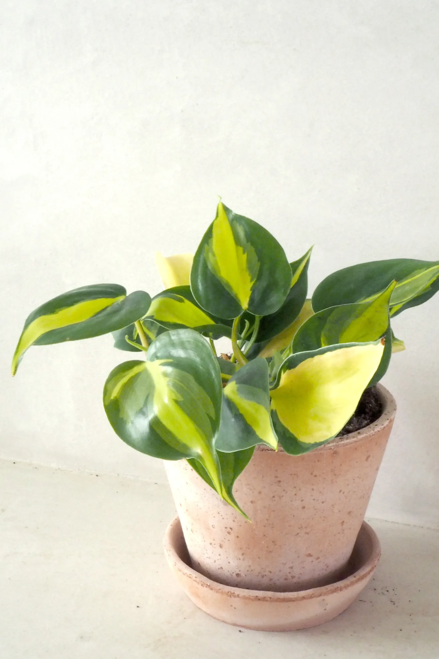 PLANT Philodendron Brazil