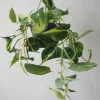 PLANT Philodendron Brazil, stor Hot