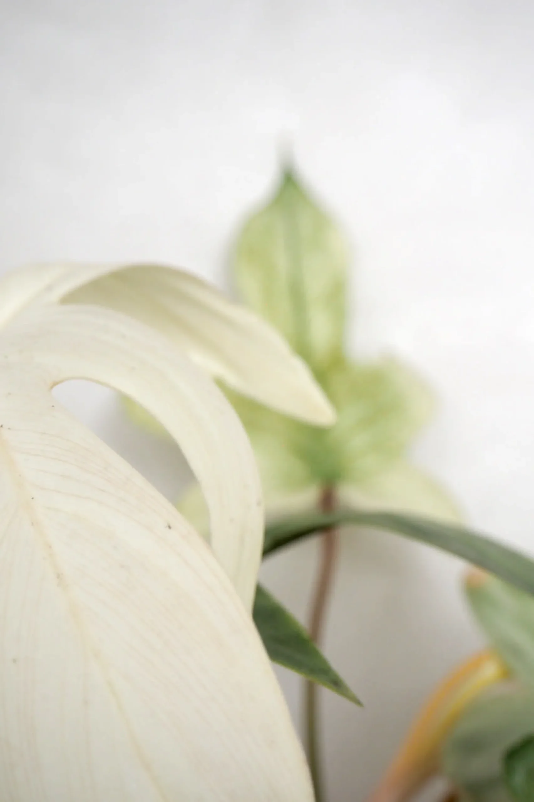 PLANT Philodendron Florida Ghost New