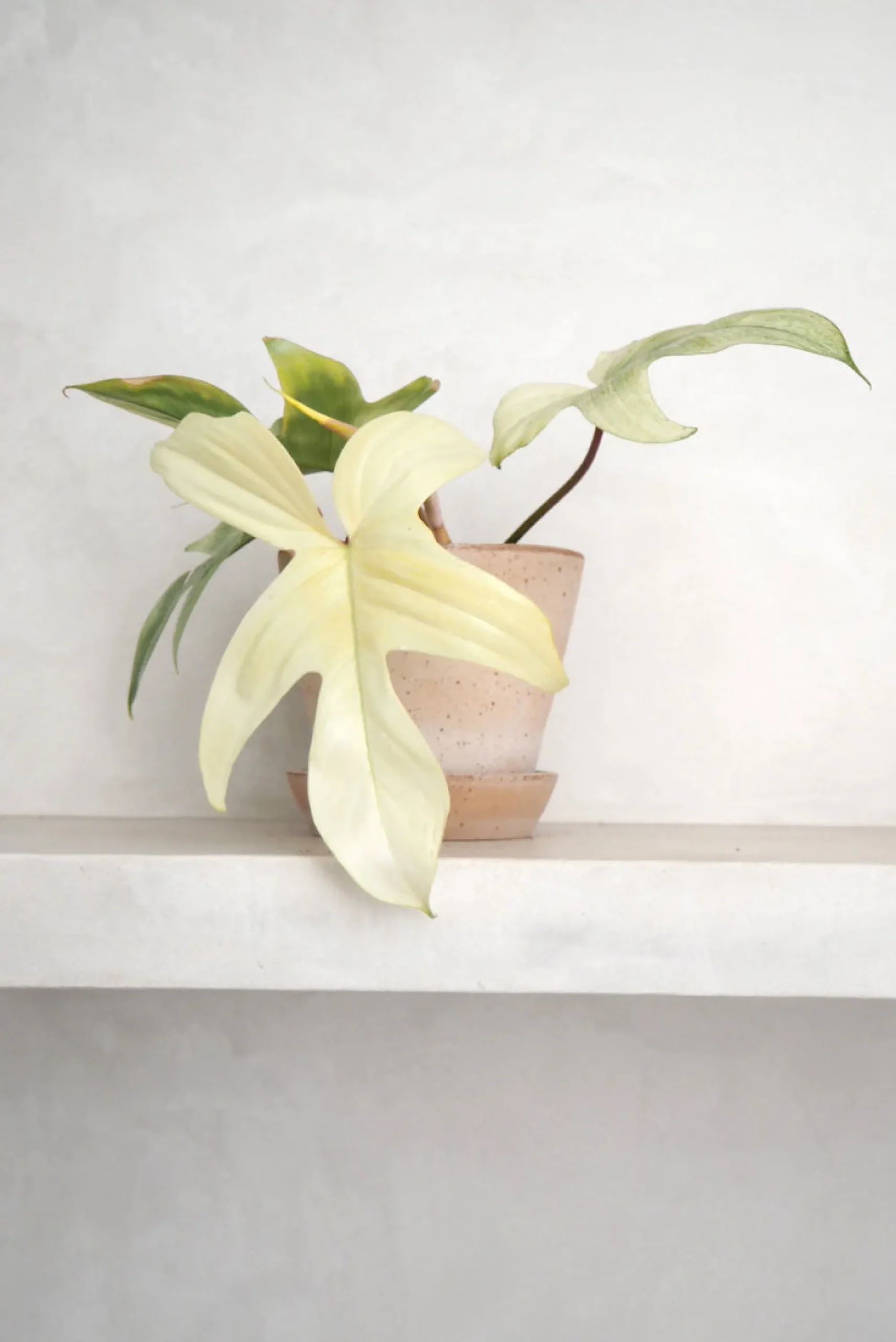 PLANT Philodendron Florida Ghost New