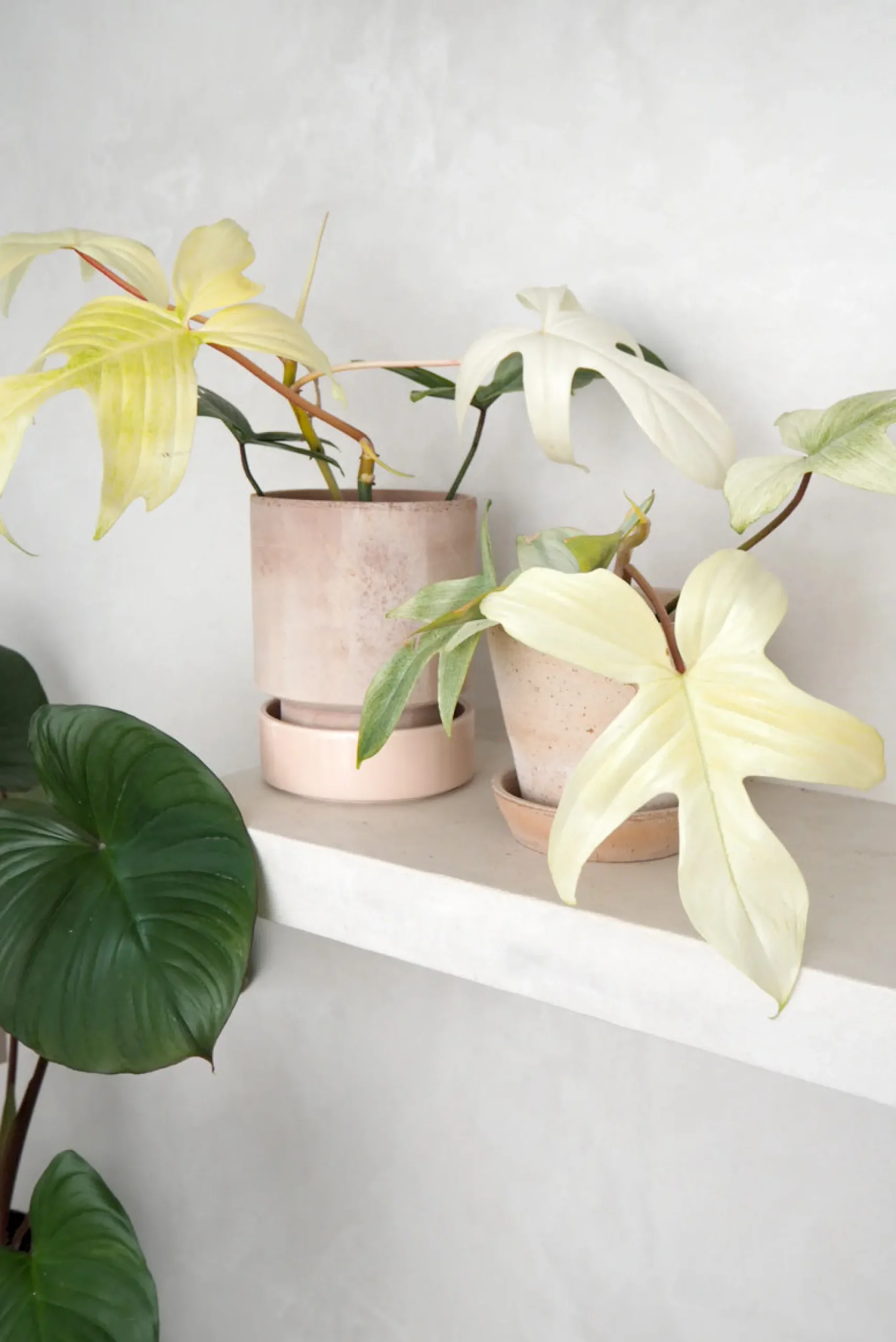 PLANT Philodendron Florida Ghost New