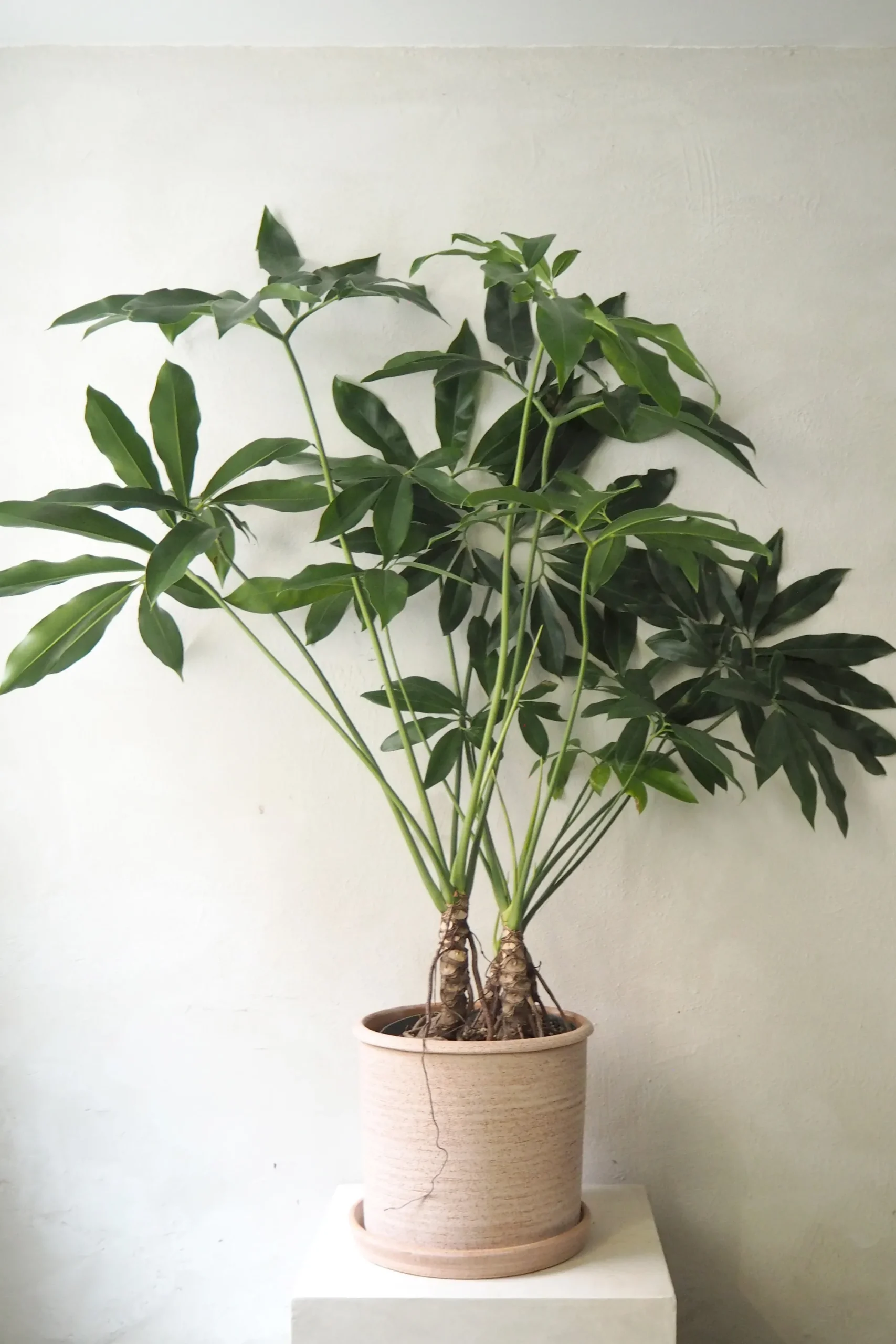 PLANT Philodendron Fun Bun Clearance