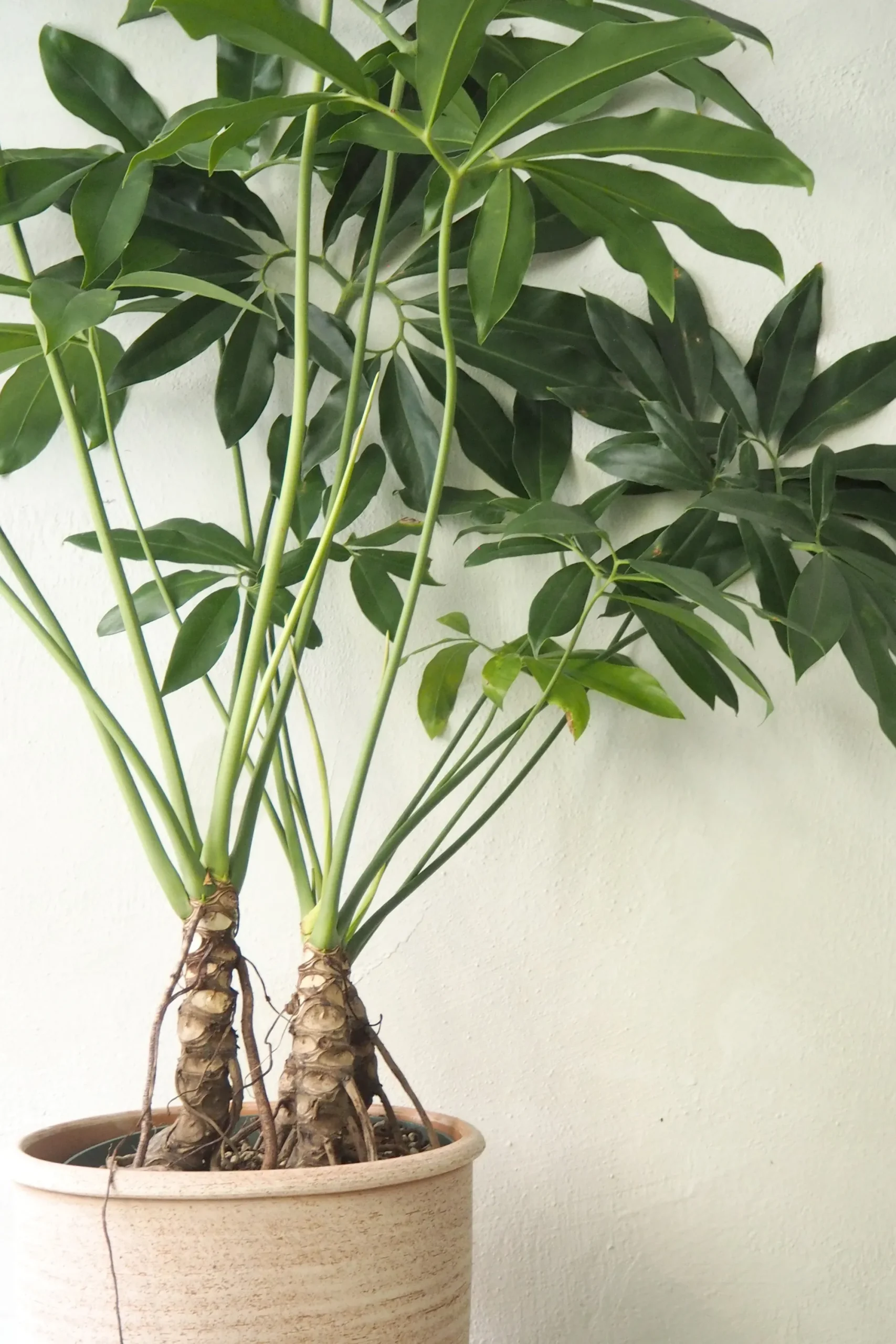 PLANT Philodendron Fun Bun Clearance