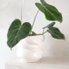 PLANT Philodendron Gloriosum Online