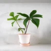 PLANT Philodendron Green Florida Discount