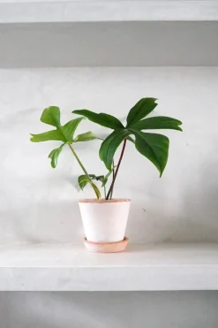 PLANT Philodendron Green Florida Discount