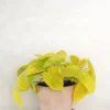 PLANT Philodendron Lemon lime Sale