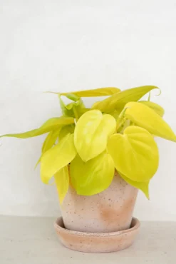 PLANT Philodendron Lemon lime Sale