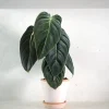 PLANT Philodendron Melanochrysum Clearance