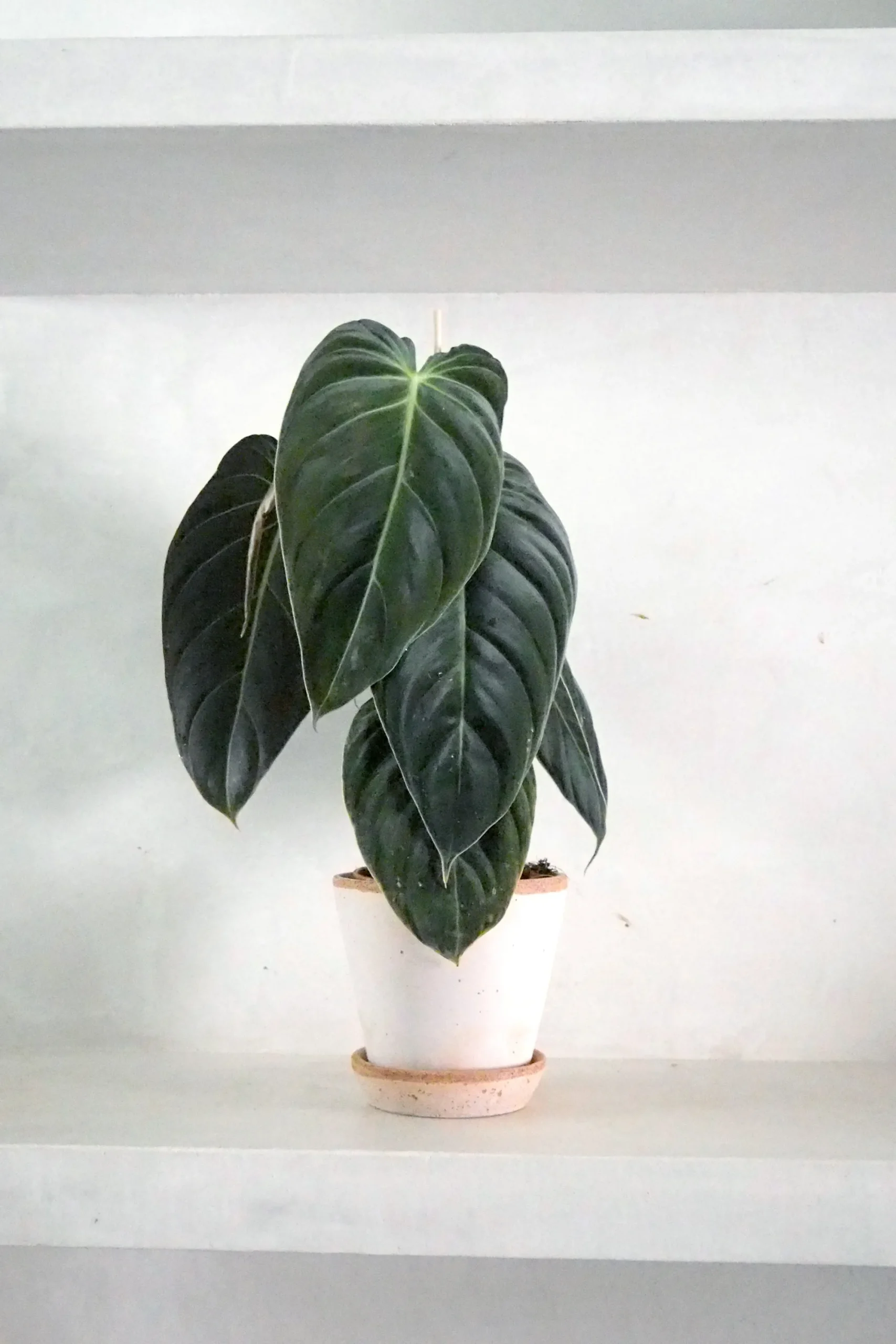 PLANT Philodendron Melanochrysum Clearance