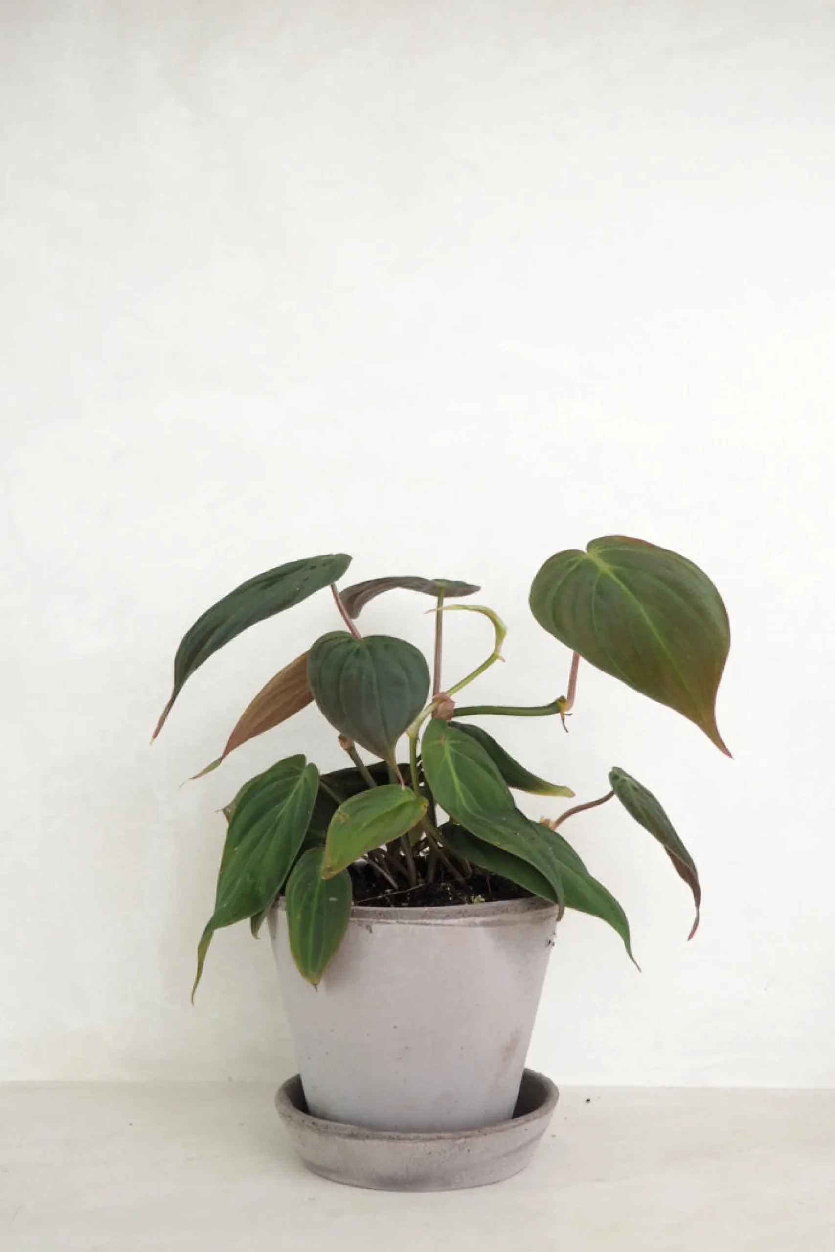 PLANT Philodendron micans Best
