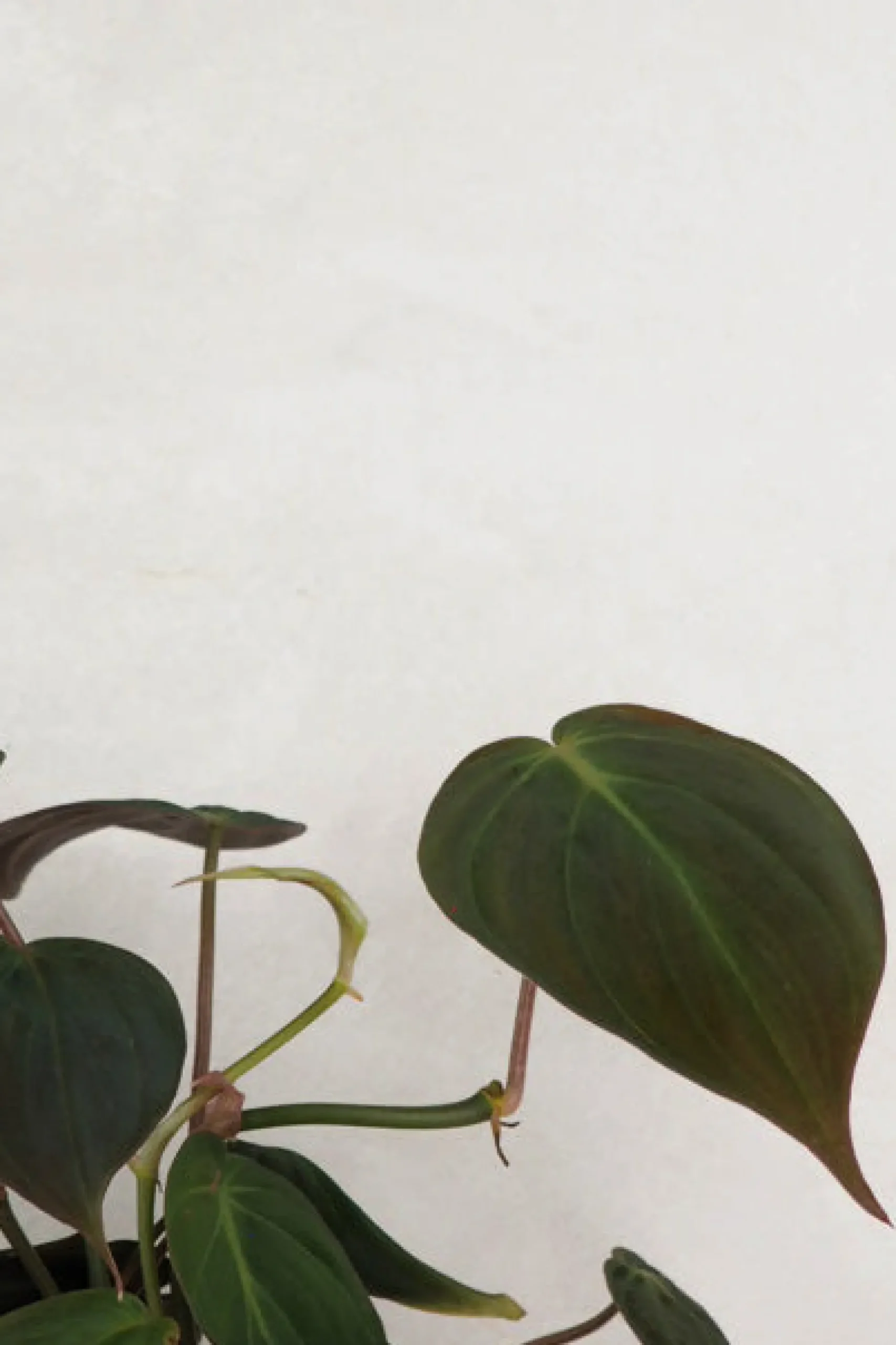 PLANT Philodendron micans Best