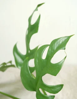 PLANT Philodendron Minima