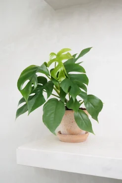 PLANT Philodendron Minima