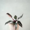 PLANT Philodendron Pink marble Outlet