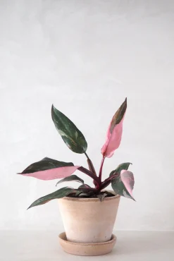 PLANT Philodendron Pink princess Discount