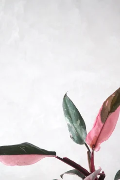 PLANT Philodendron Pink princess Discount