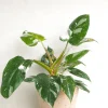 PLANT Philodendron white princess Online