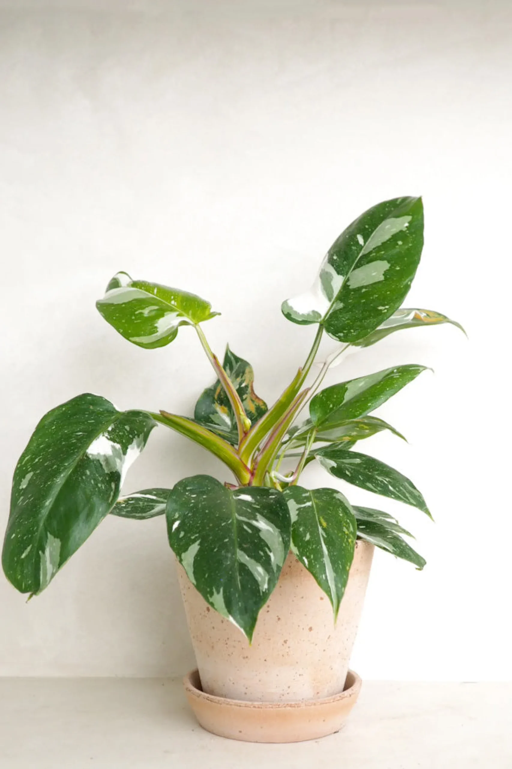 PLANT Philodendron white princess Online