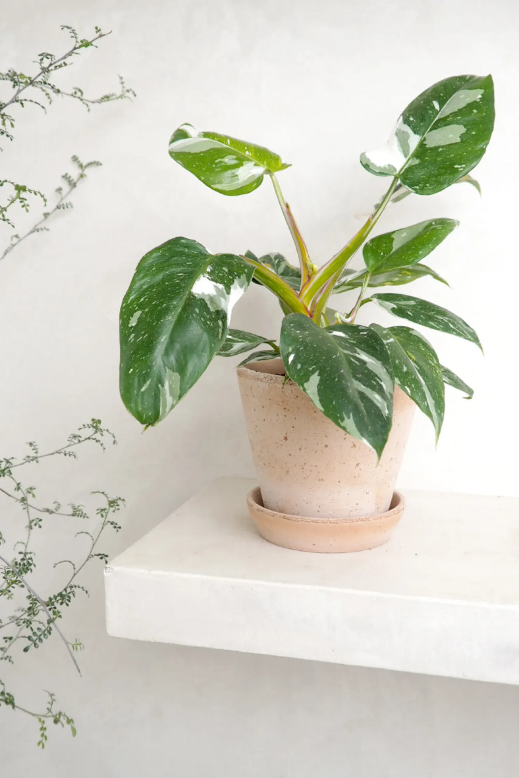 PLANT Philodendron white princess Online