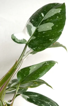 PLANT Philodendron white princess Online