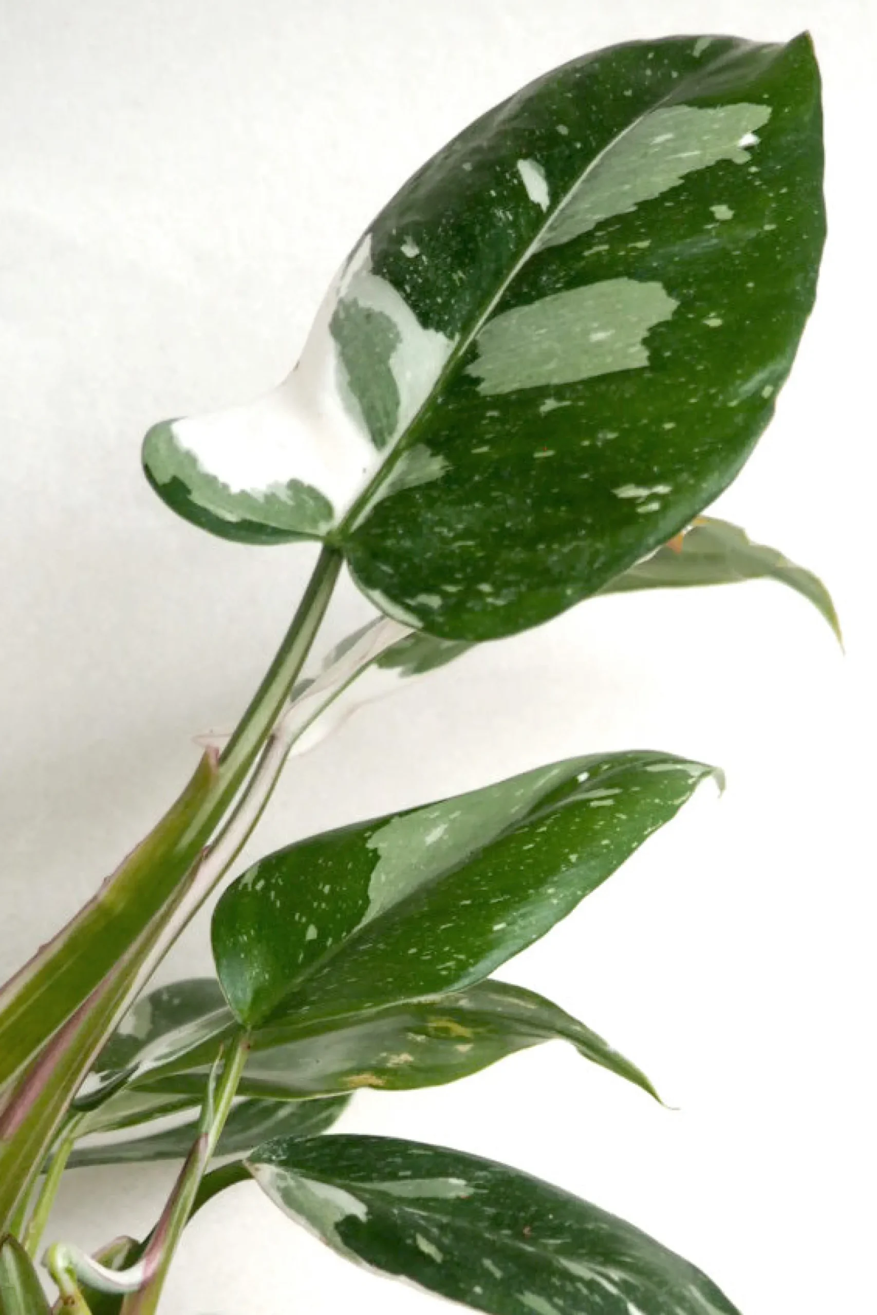 PLANT Philodendron white princess Online
