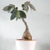 PLANT Phyllanthus mirabilis Discount