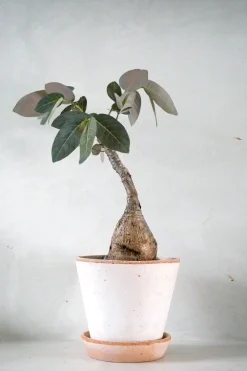 PLANT Phyllanthus mirabilis Discount