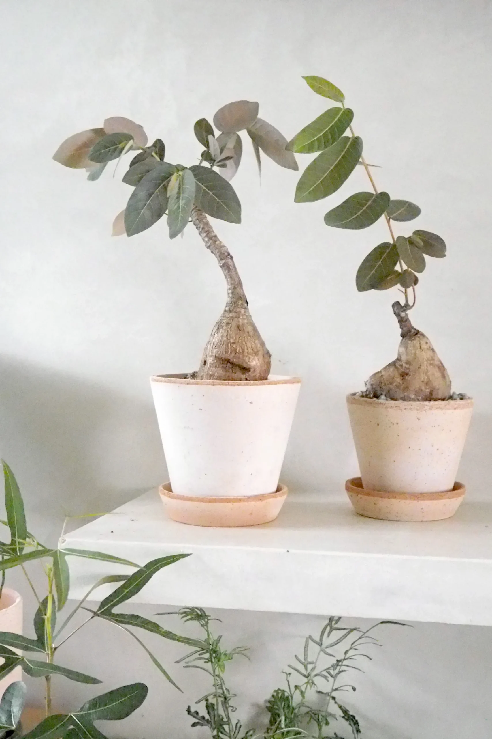 PLANT Phyllanthus mirabilis Discount