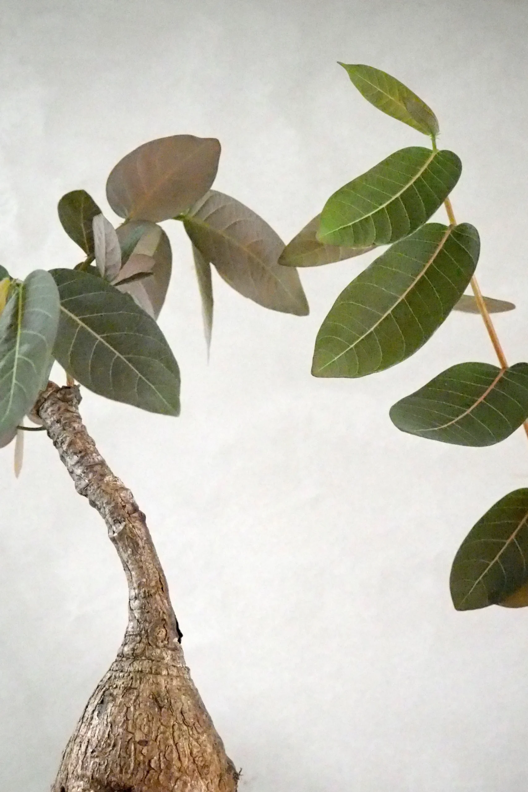 PLANT Phyllanthus mirabilis Discount