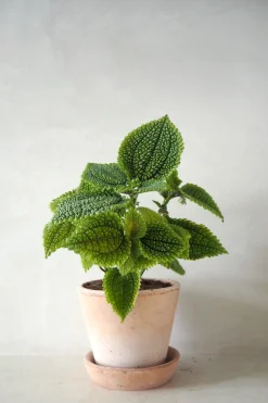 PLANT Pilea moon valley Best