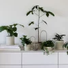 PLANT Straws, sand New