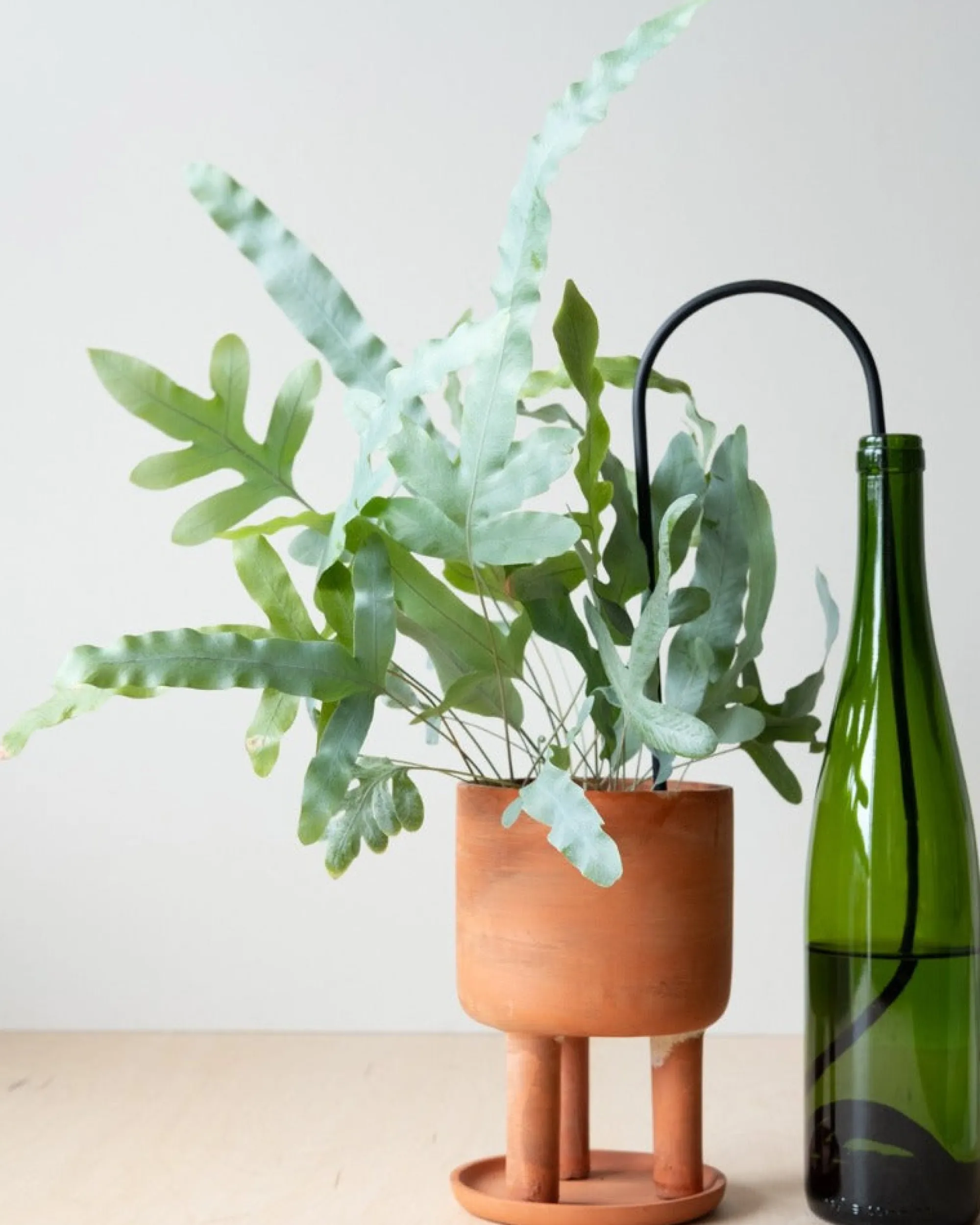 PLANT Straws, sort Clearance