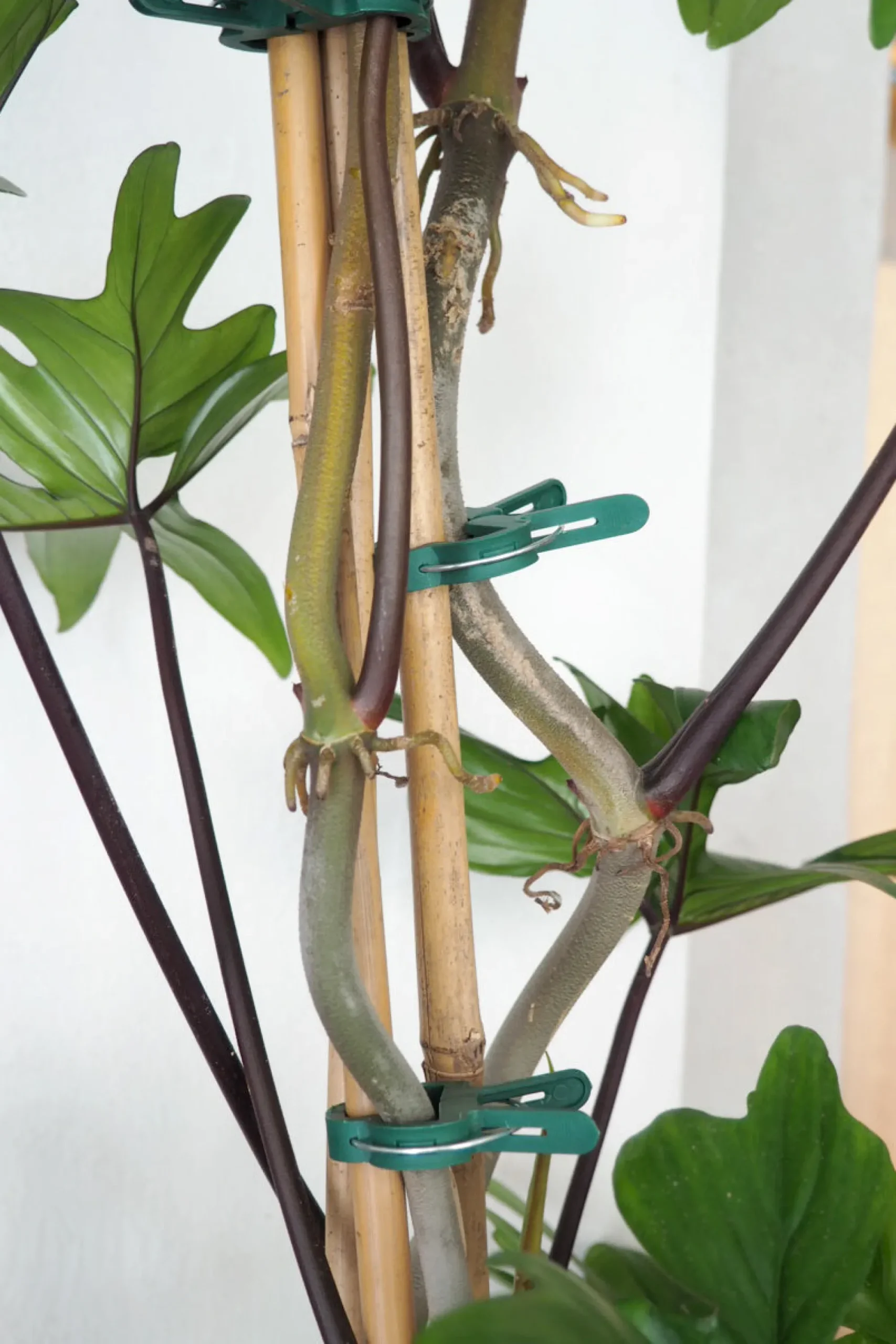PLANT eklemmer Hot