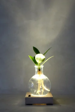 PLANT elampe, Clusia Discount