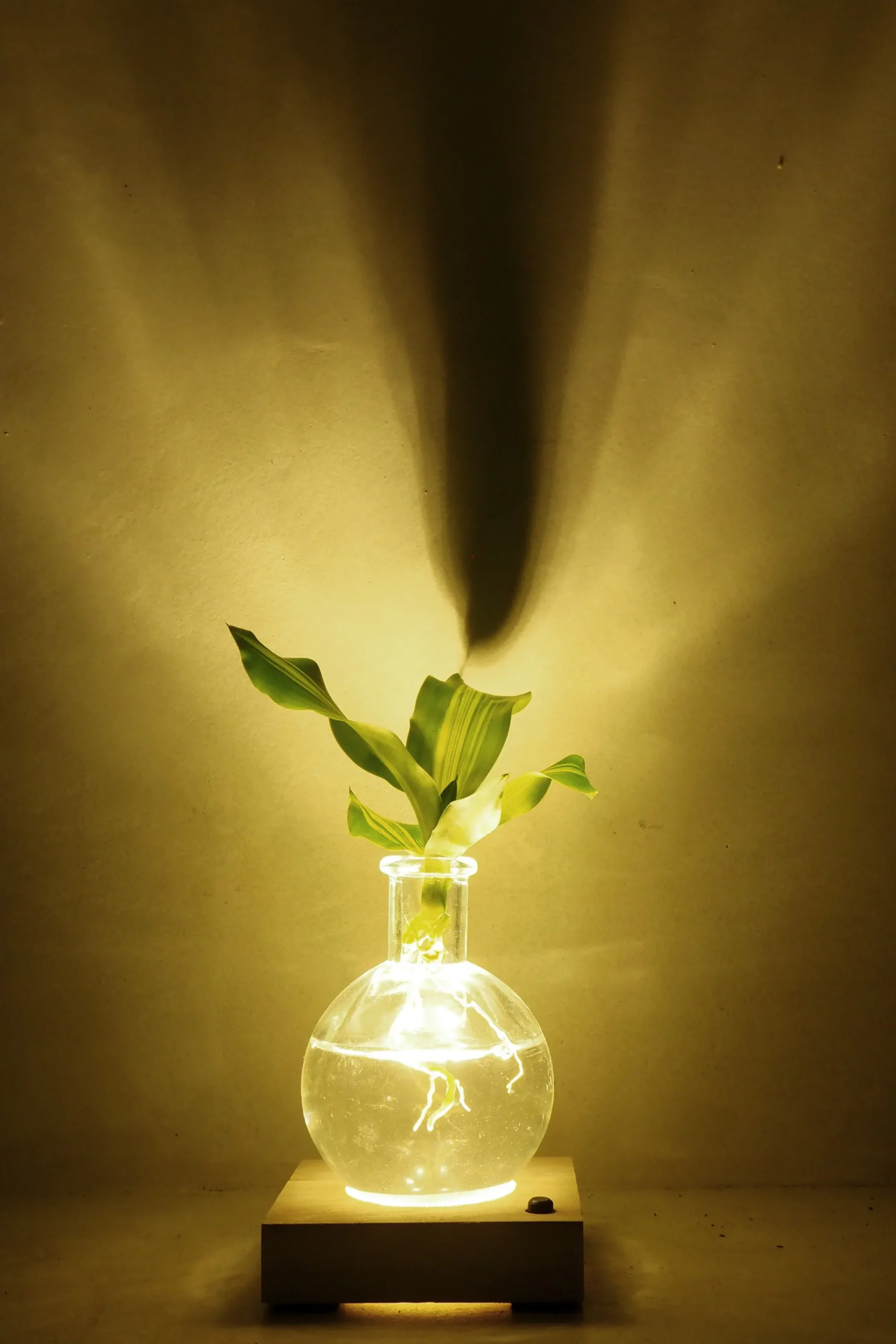 PLANT elampe, Dracena Outlet