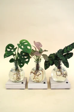 PLANT elampe, Dracena Outlet