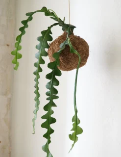 PLANT eplanet, Fiskebenskaktus Discount