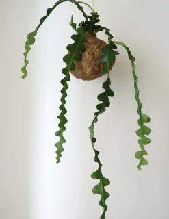 PLANT eplanet, Fiskebenskaktus Discount