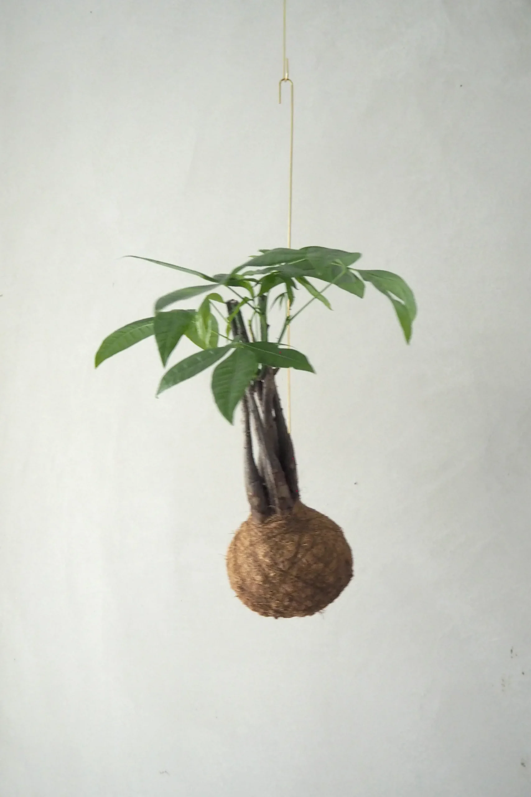 PLANT eplanet, flerstammet Lykkekastanje Outlet