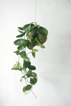 PLANT eplanet, Hoya carnosa