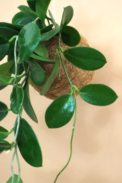 PLANT eplanet, Hoya carnosa