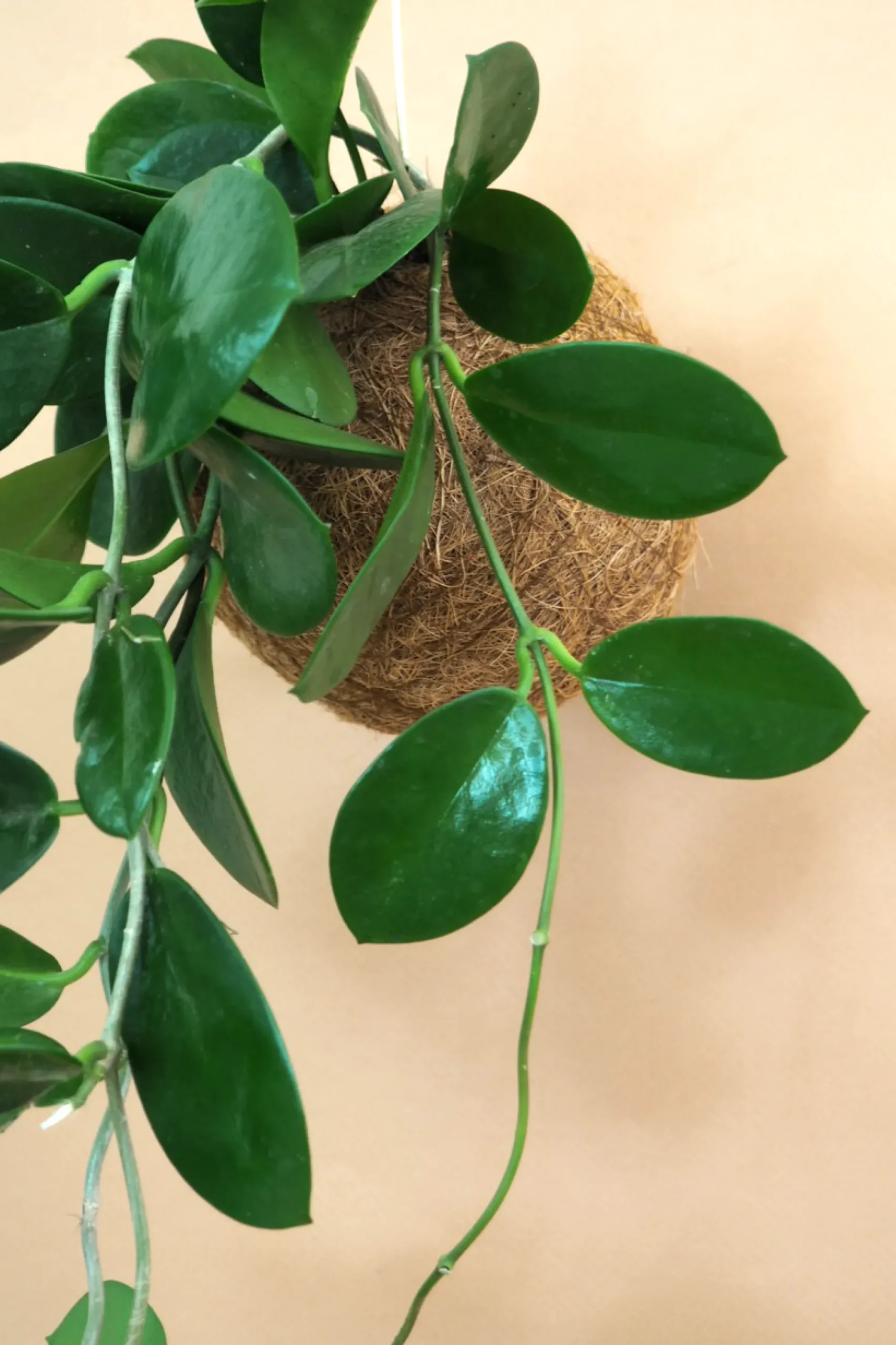 PLANT eplanet, Hoya carnosa
