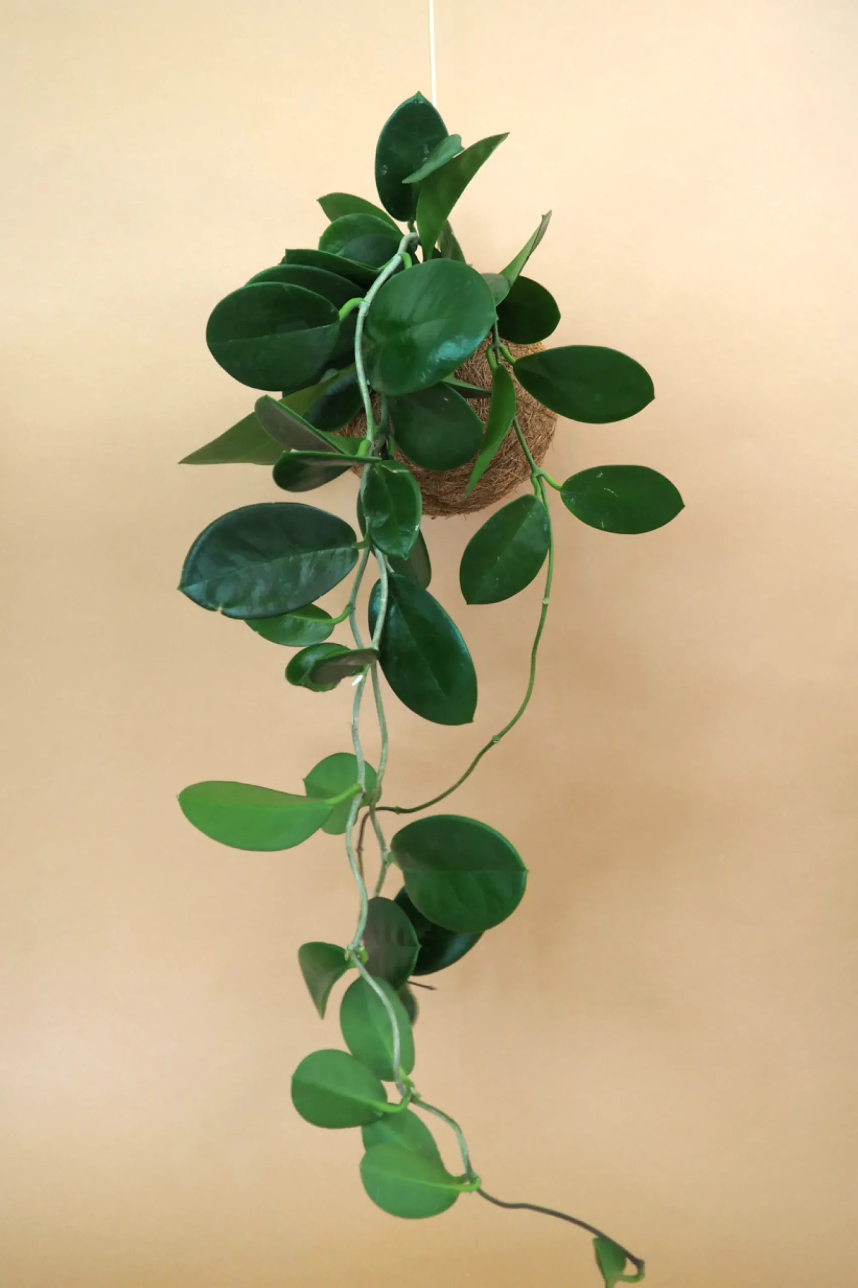 PLANT eplanet, Hoya carnosa