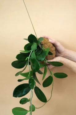 PLANT eplanet, Hoya carnosa